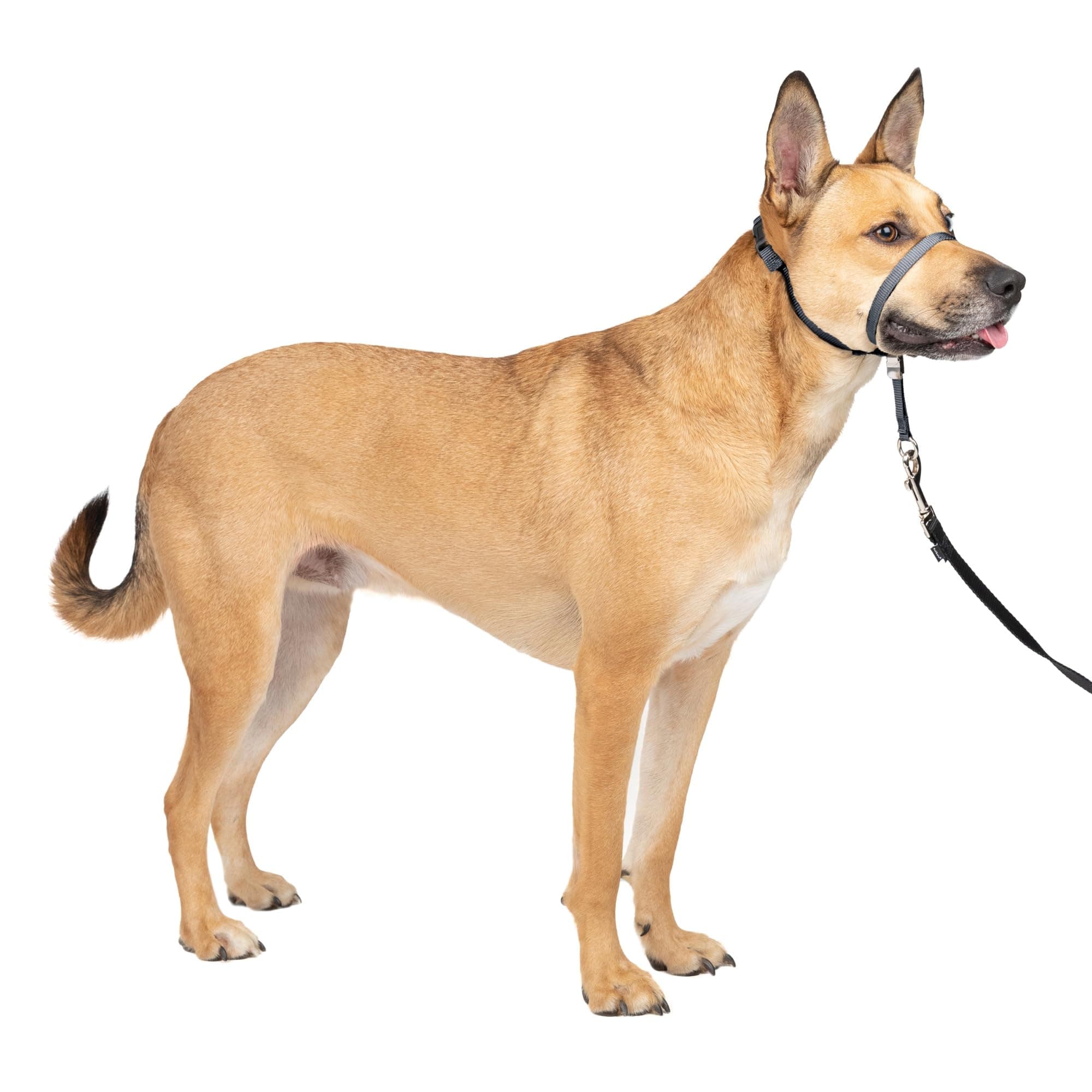 PetSafe Gentle Leader No-Pull Dog Headcollar - The Ultimate Solution to Pulling - Redirects Your Dog's Pulling for Easier Walks - Helps You Regain Control - Medium, Charcoal