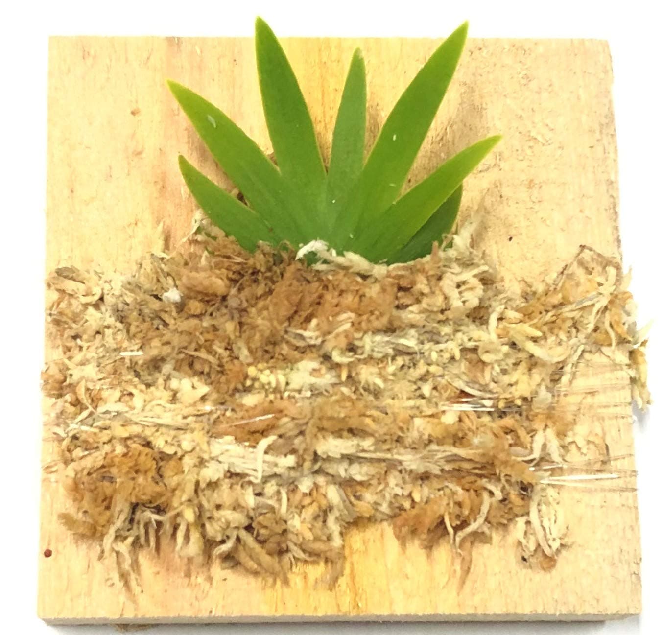 BLOOMIFY Mounted Miniature Oncidium Dancing Orchid Without Flower Spike-Long Fiber Sphagnum Moss Wrapped: Psygmorchis pusilla