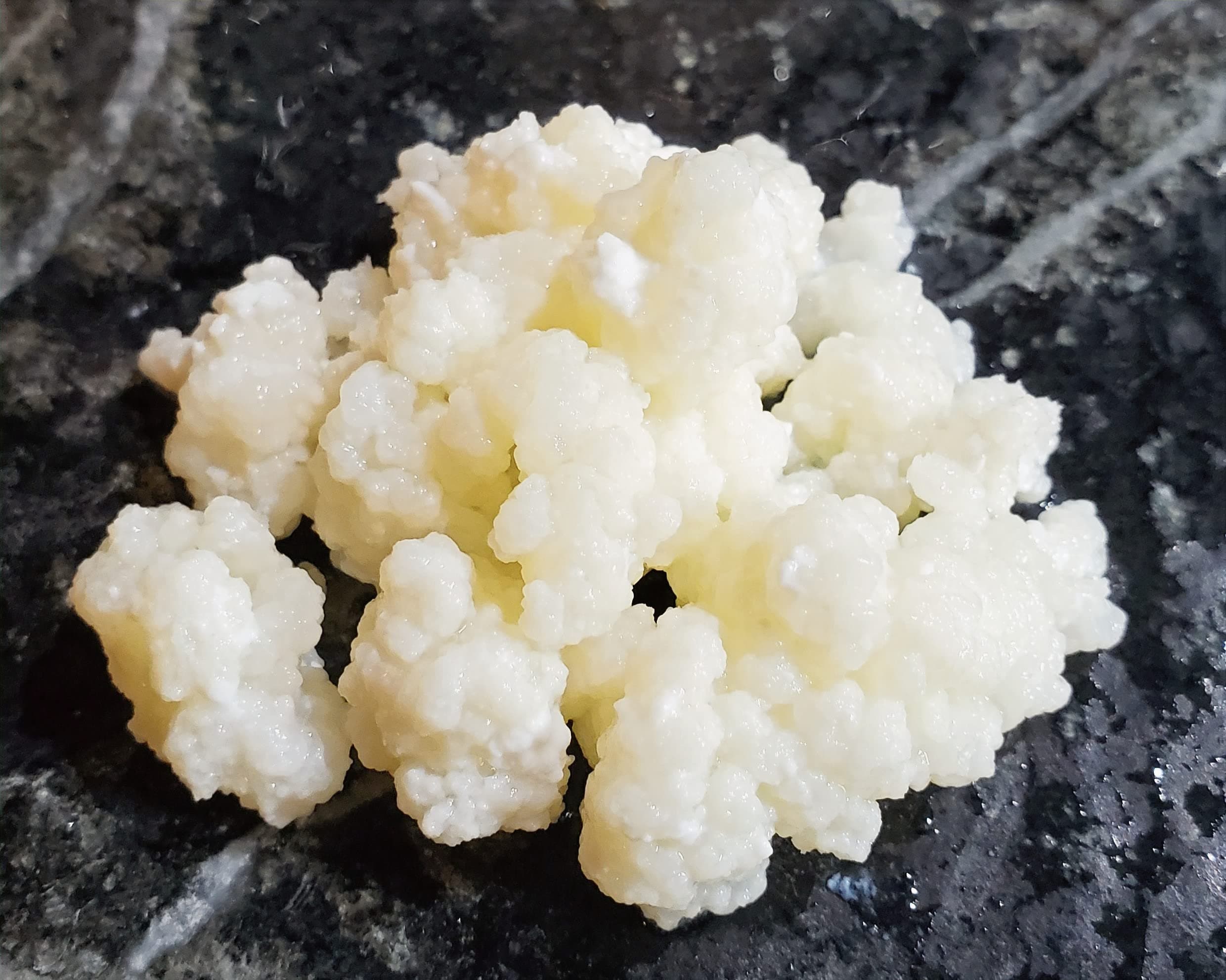 Kefir Grains - Living Probiotic Enriched