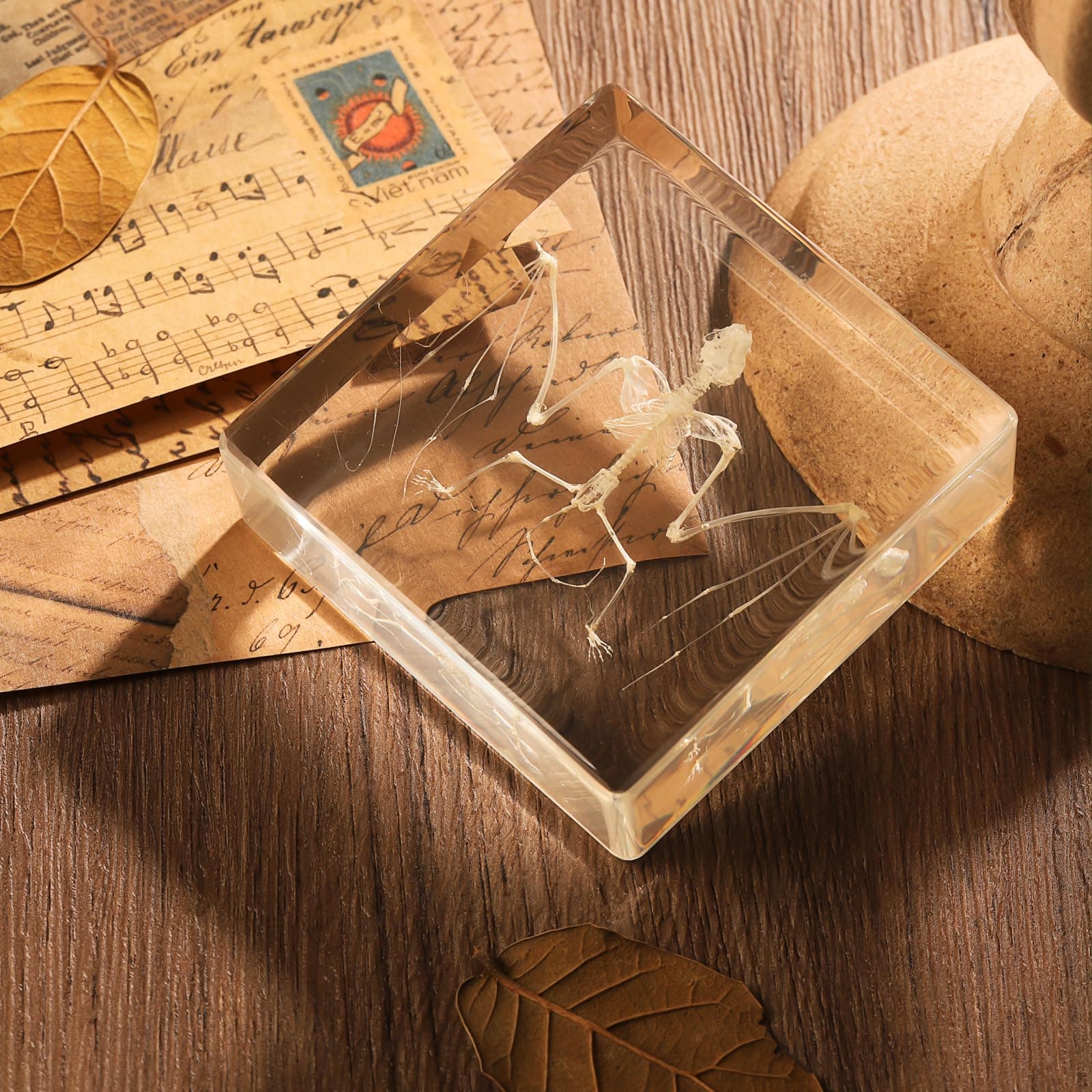 real bat skeleton specimen in resin for science classroom science education great gift for fans of taxidermy, animal skull, biology, oddities