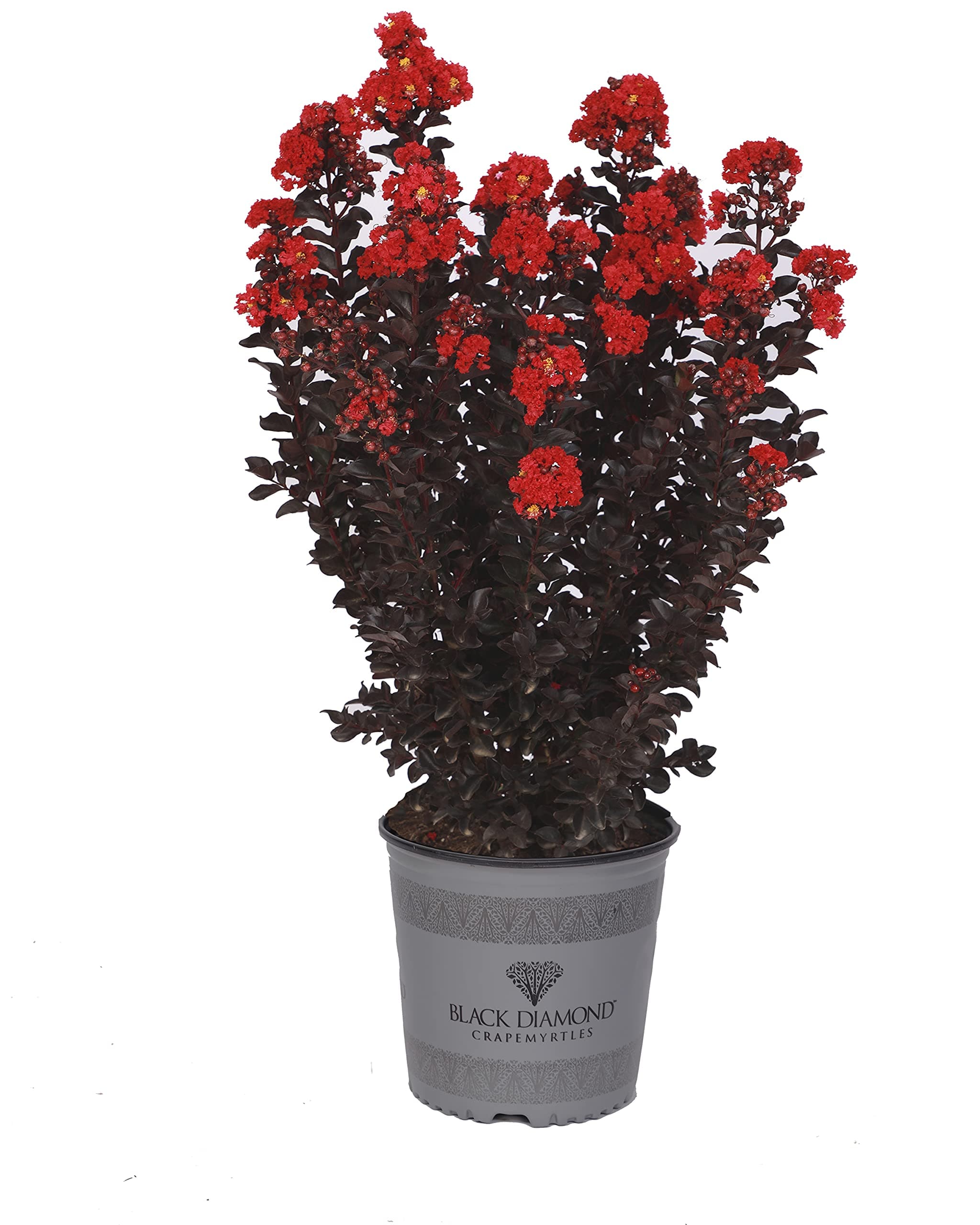 2 Gal Radiant Red Black Diamond Crape Myrtle Tree