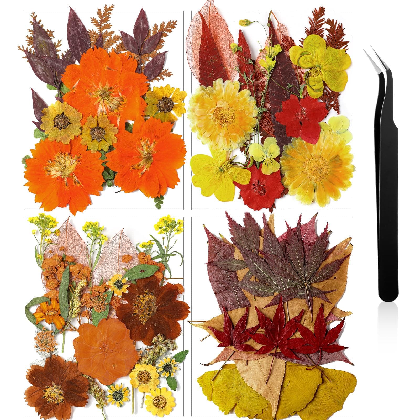 Pressed Flowers Bulk