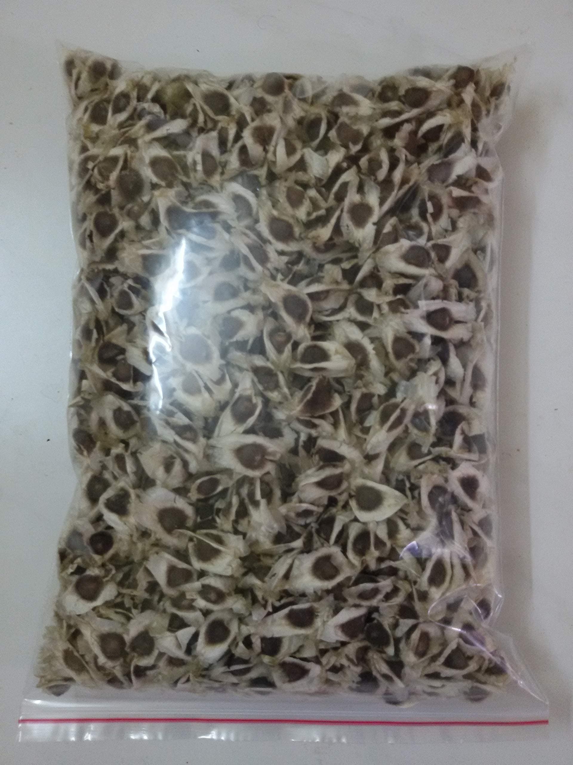 Moringa ( Drumstick) Seeds- PKM-1 -250 Nos.