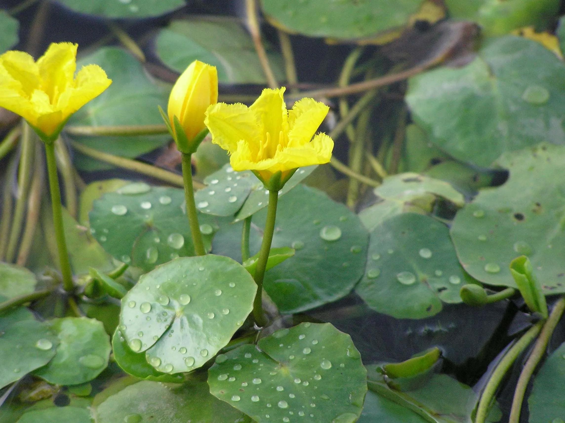 Lincolnshire Pond Plants Ltd - Nymphoides Peltata Deep Water - Loose Root