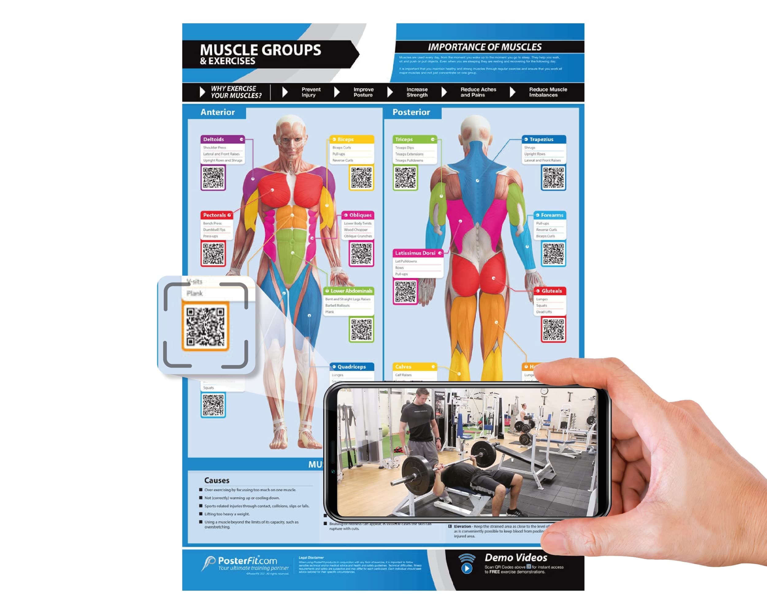 Muscle Groups & Exercises