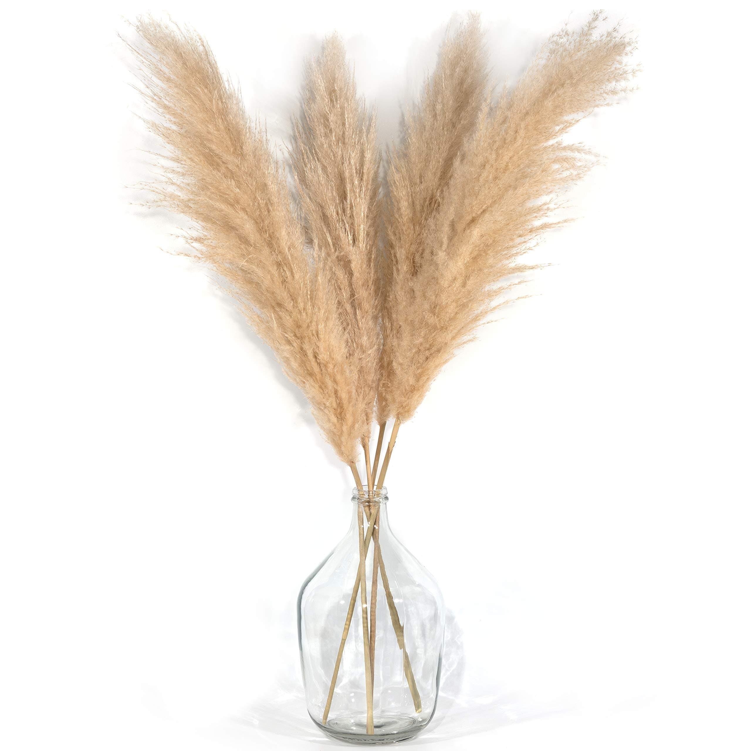 4 Stems Pampas Grass Tall Extra Fluffy 48" (4ft) - Dried Natural Large Plant for Flower Arrangements Weddings Home Decor – Modern and Luxury Design Decorations (Beige)
