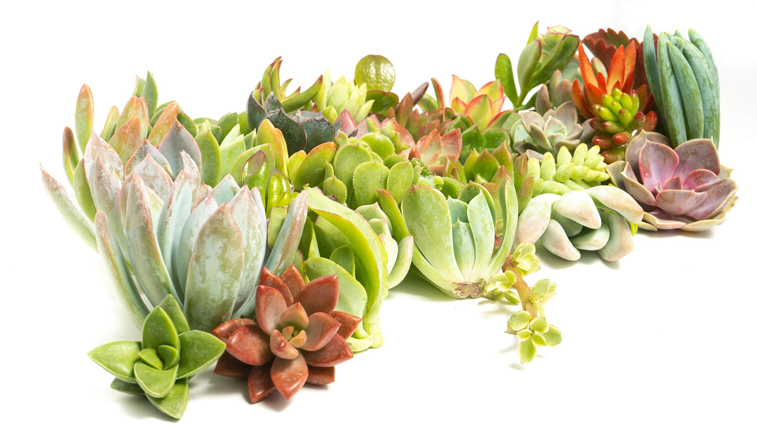 Succulent Cutting Assorted Pack (75 Count): Brighten Up Your Garden with A Variety of Colorful Succulent Plants, No Two Cuttings are Alike by Jiimz (75)
