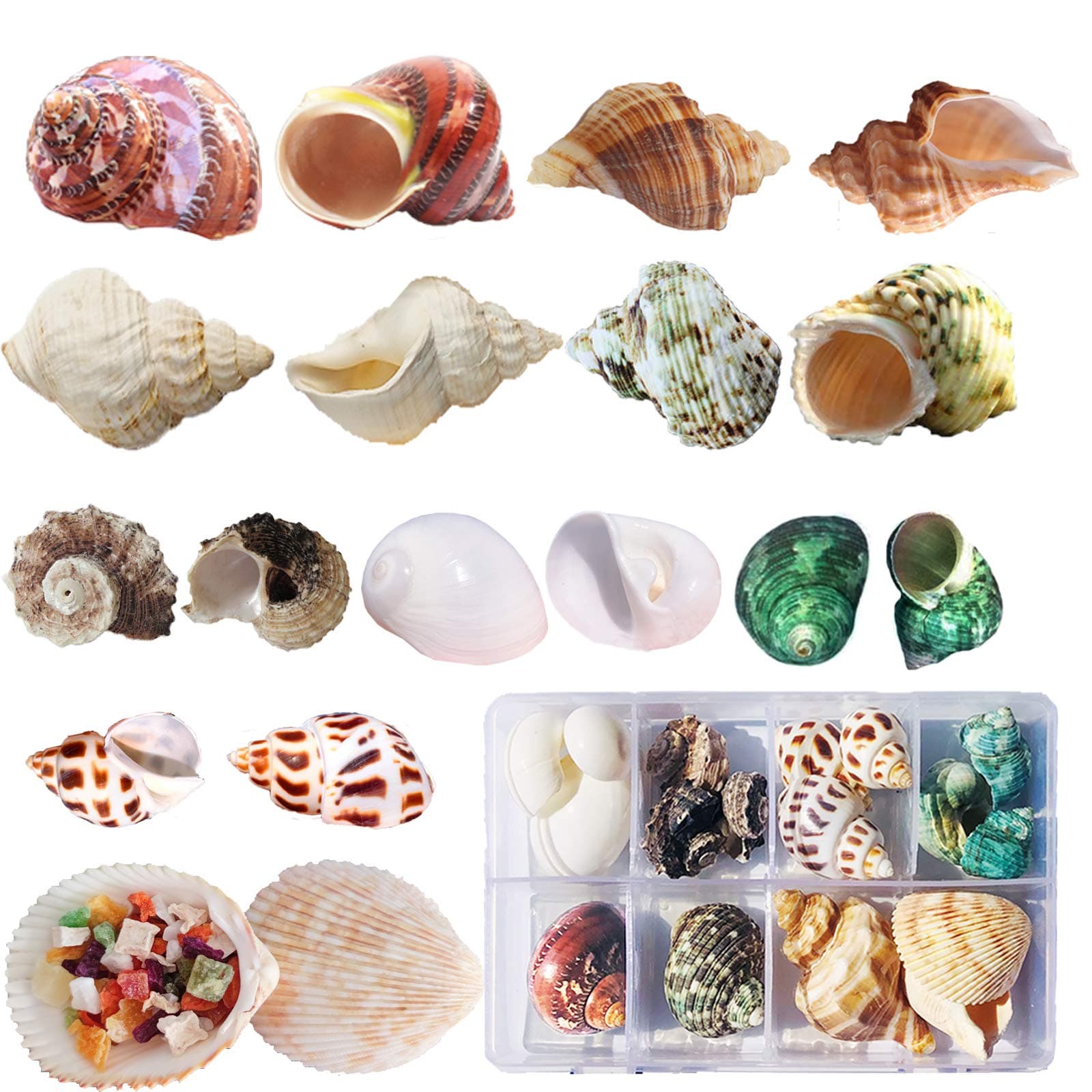 SKOOLOVE Hermit Crab Shells 17PCS(9 Types) Medium Small Growth Turbo Seashells Natural Seashells for Crafting DIY FishTank Beach Theme Party (3-9 CM)