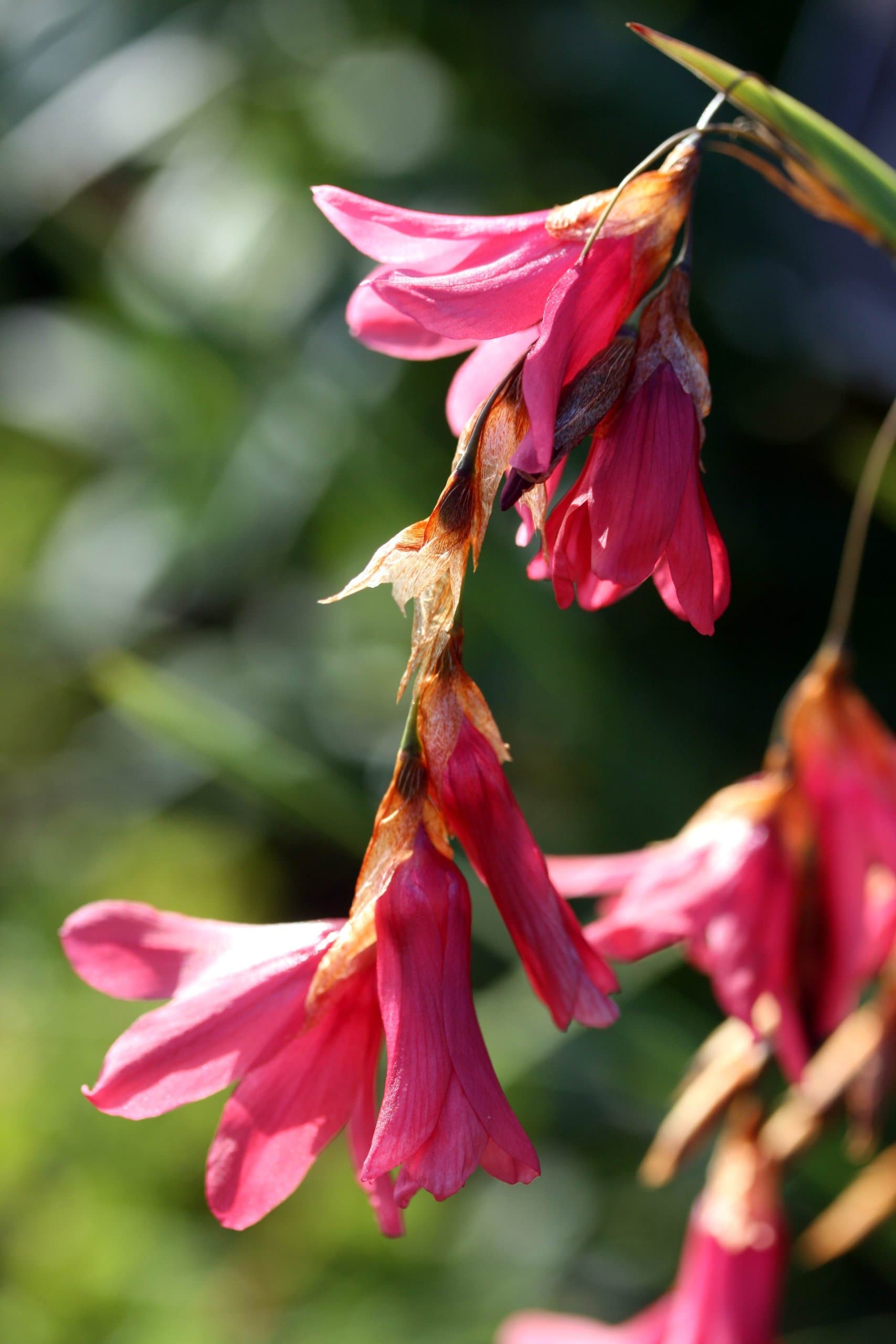 Dierama igneum Perennial
