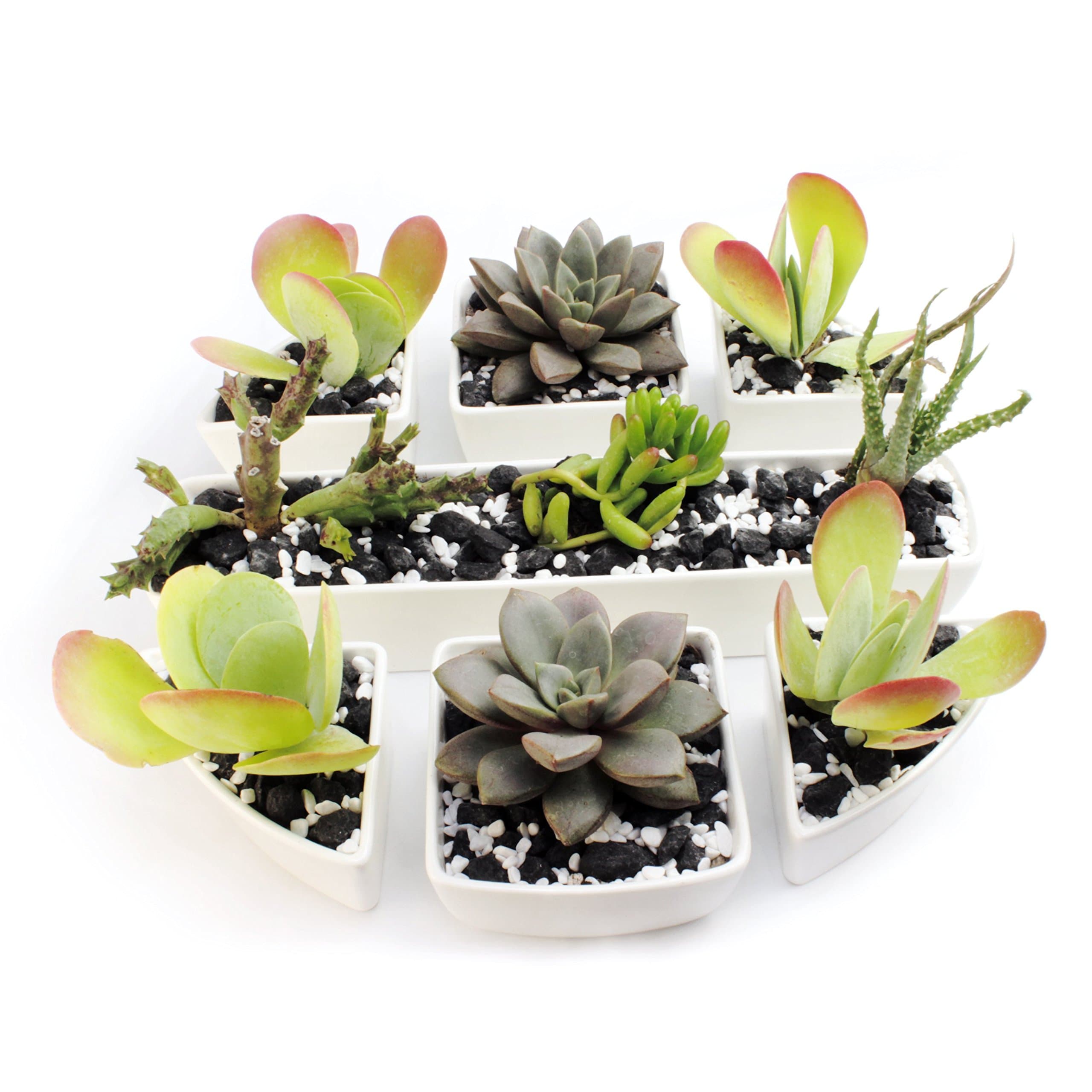 Succulent Pots - Set of 7 Unique-Combination, White, Mini, Ceramic Planters with Rectangle, Square & Triangle Decorative Pots. The Perfect Centerpiece with Multiple Arrangement Possibilities