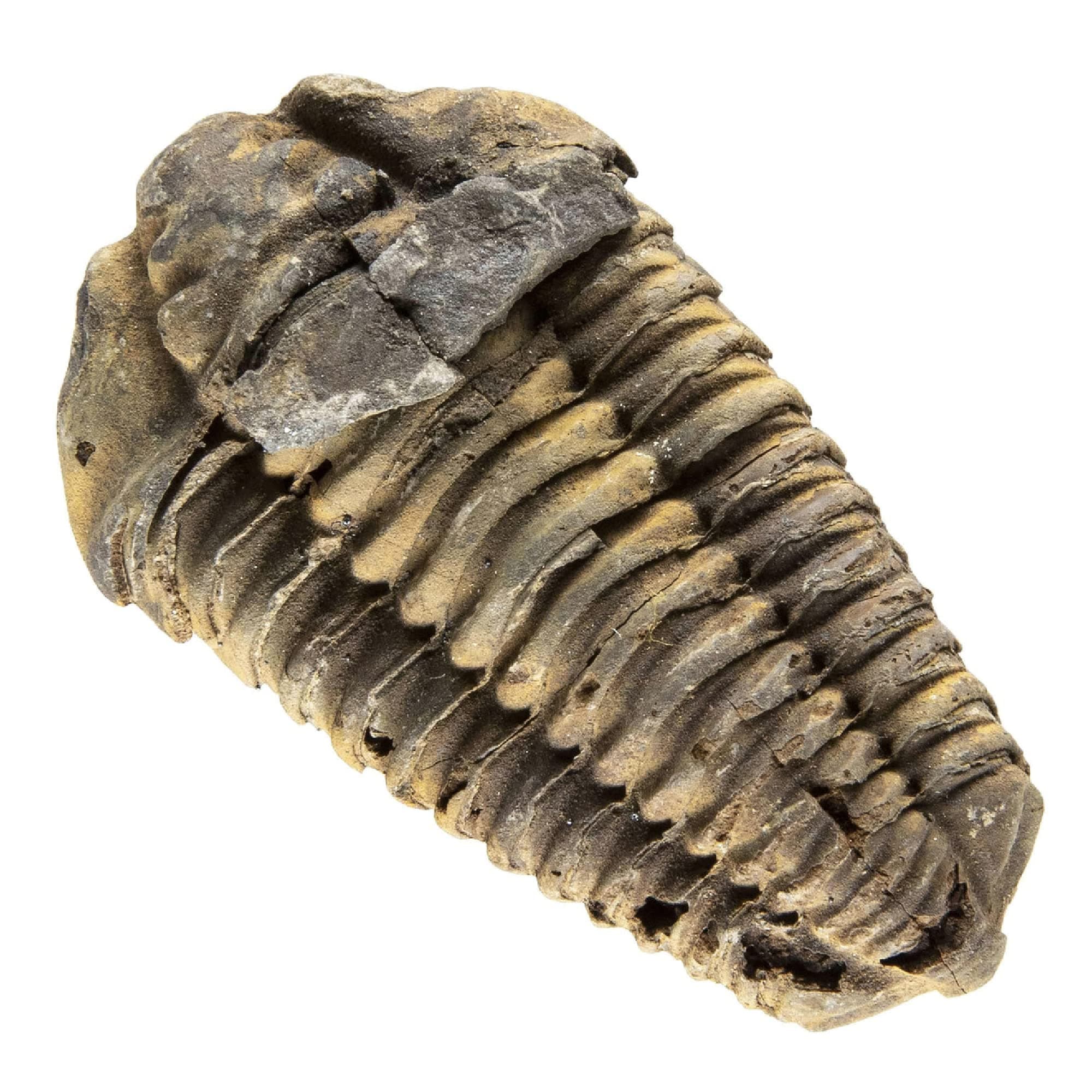 KALIFANO TR59 Trilobite