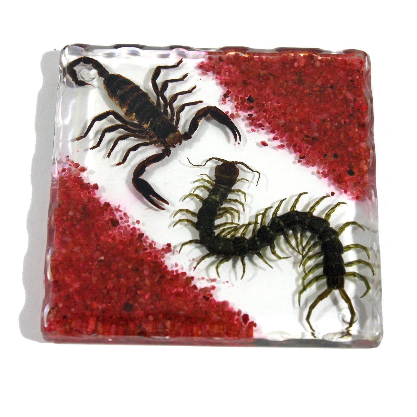 Resin Coaster with Sands, Black Scorpion & Centipede