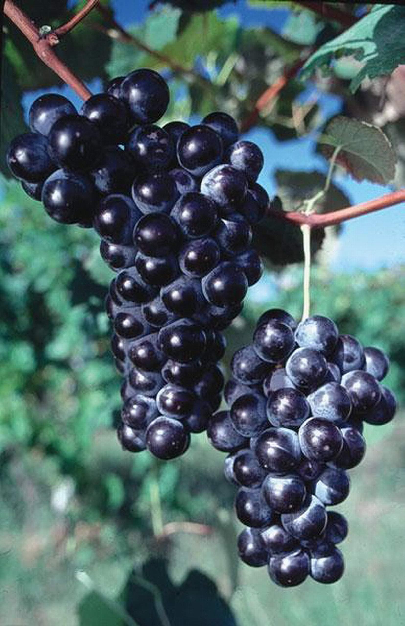 Concord Seedless Grape Vine: Fruiting Age
