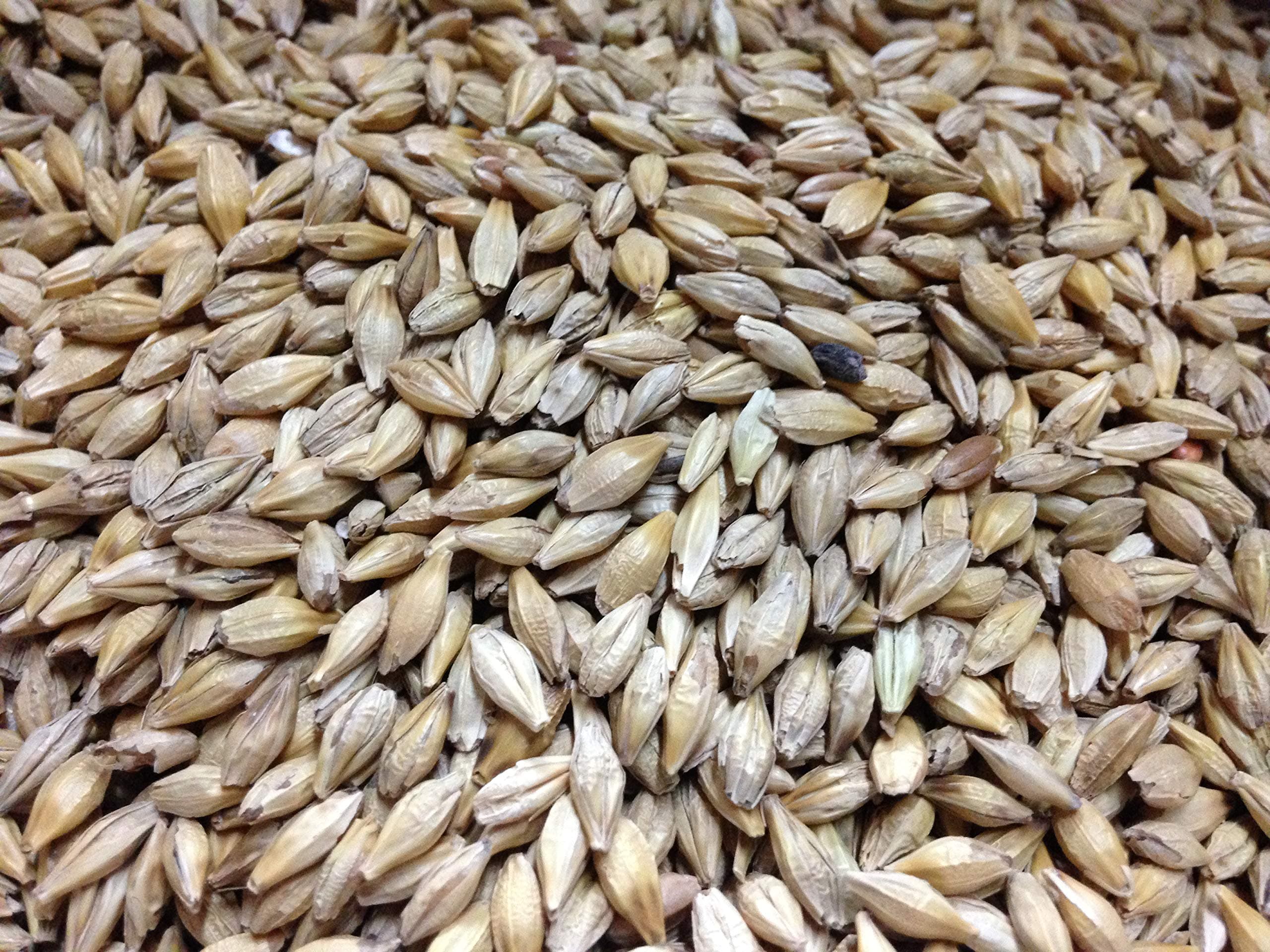 Barley Seed 5 Lb - Sprouting
