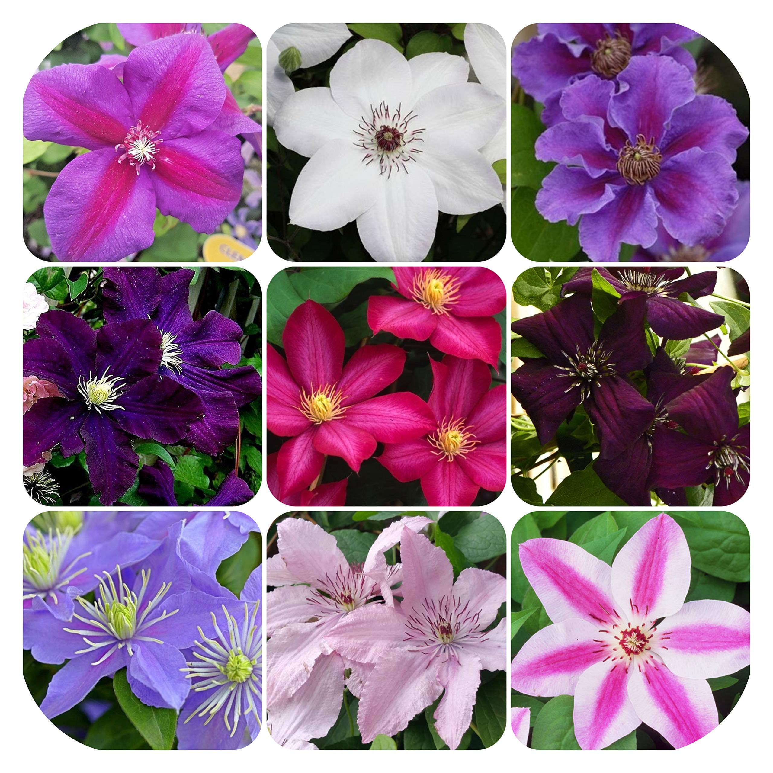 Clematis Bare Root Mixed Plants x 5 Large Flowering Climbing Shrub by Plug Plants Express Limited