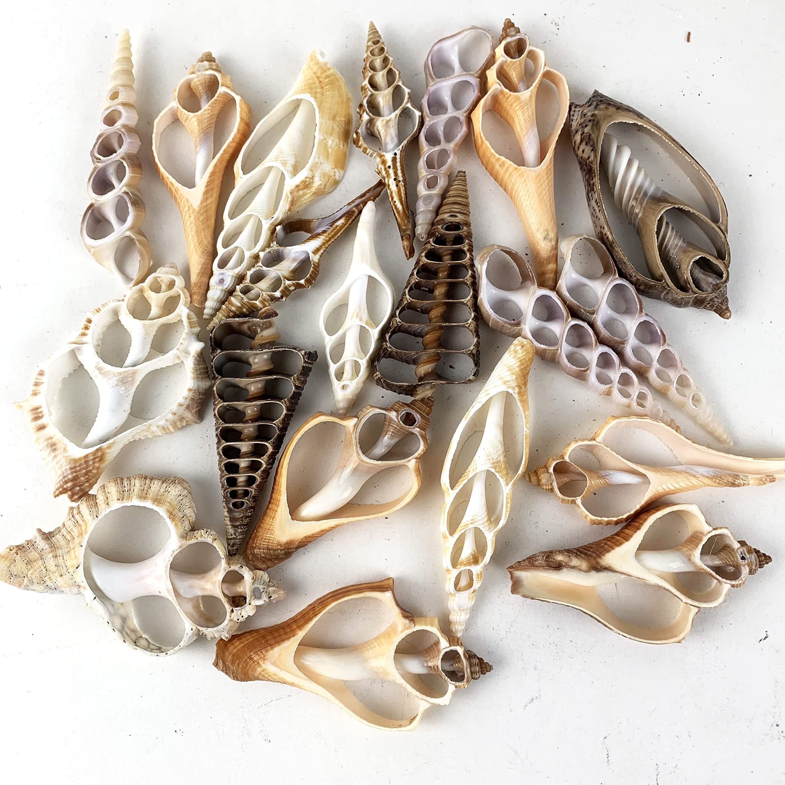 Worlds 20pc Assorted Center Cut Sea Shells 2"~3" Inch