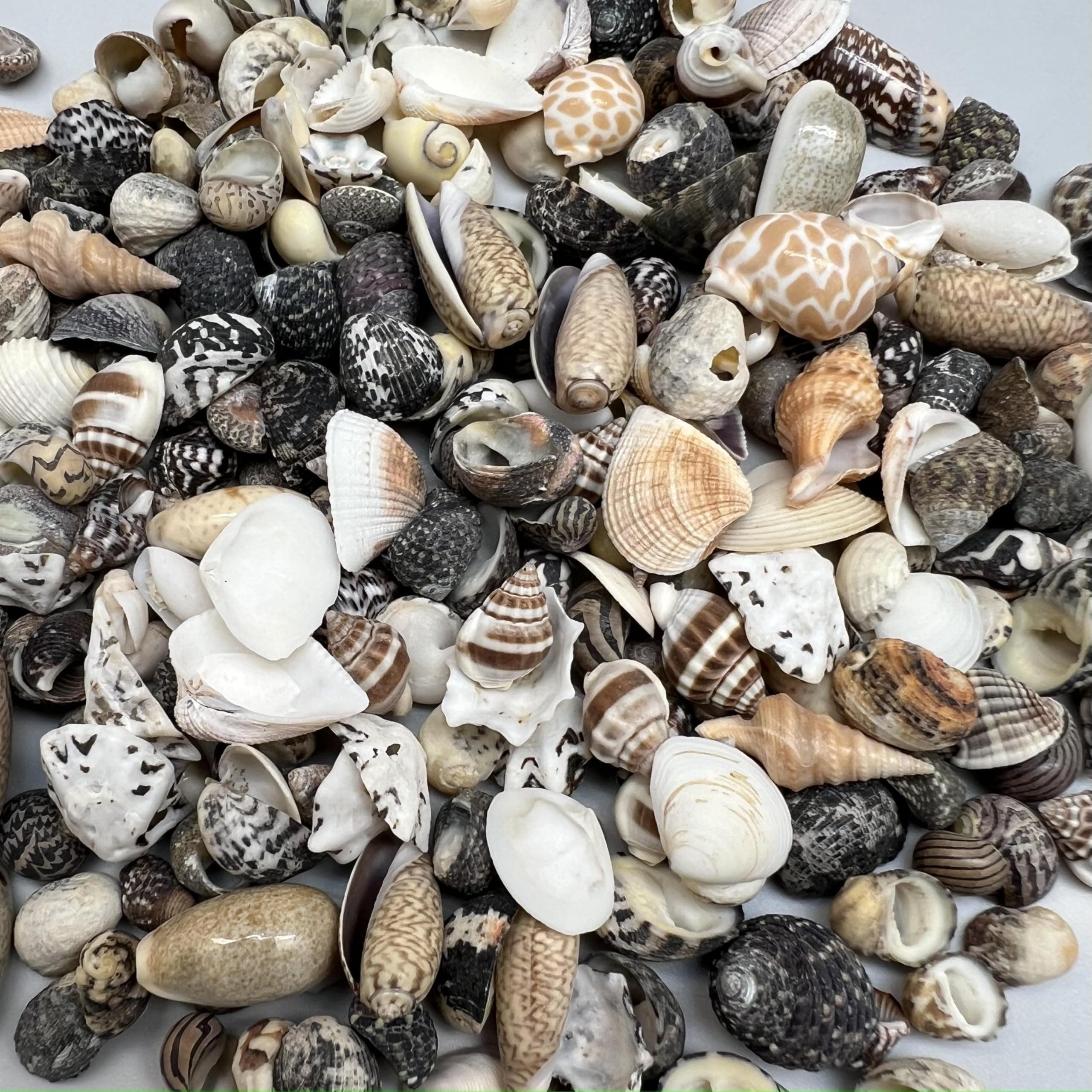 PEPPERLONELY Indian Ocean Small Mix Sea Shells, Small Shells Mixed, 8 OZ Apprx, 1/4 Inch ~ 1 Inch