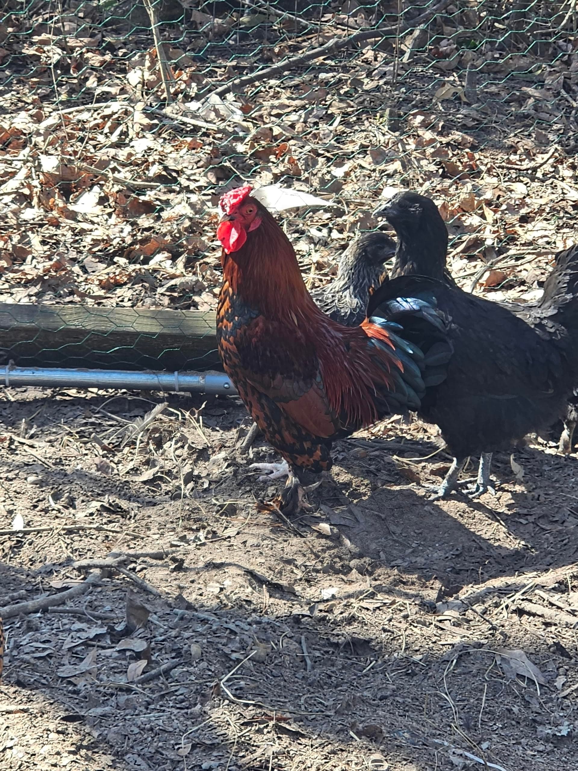 6 Bantam Chicken Hatching Eggs