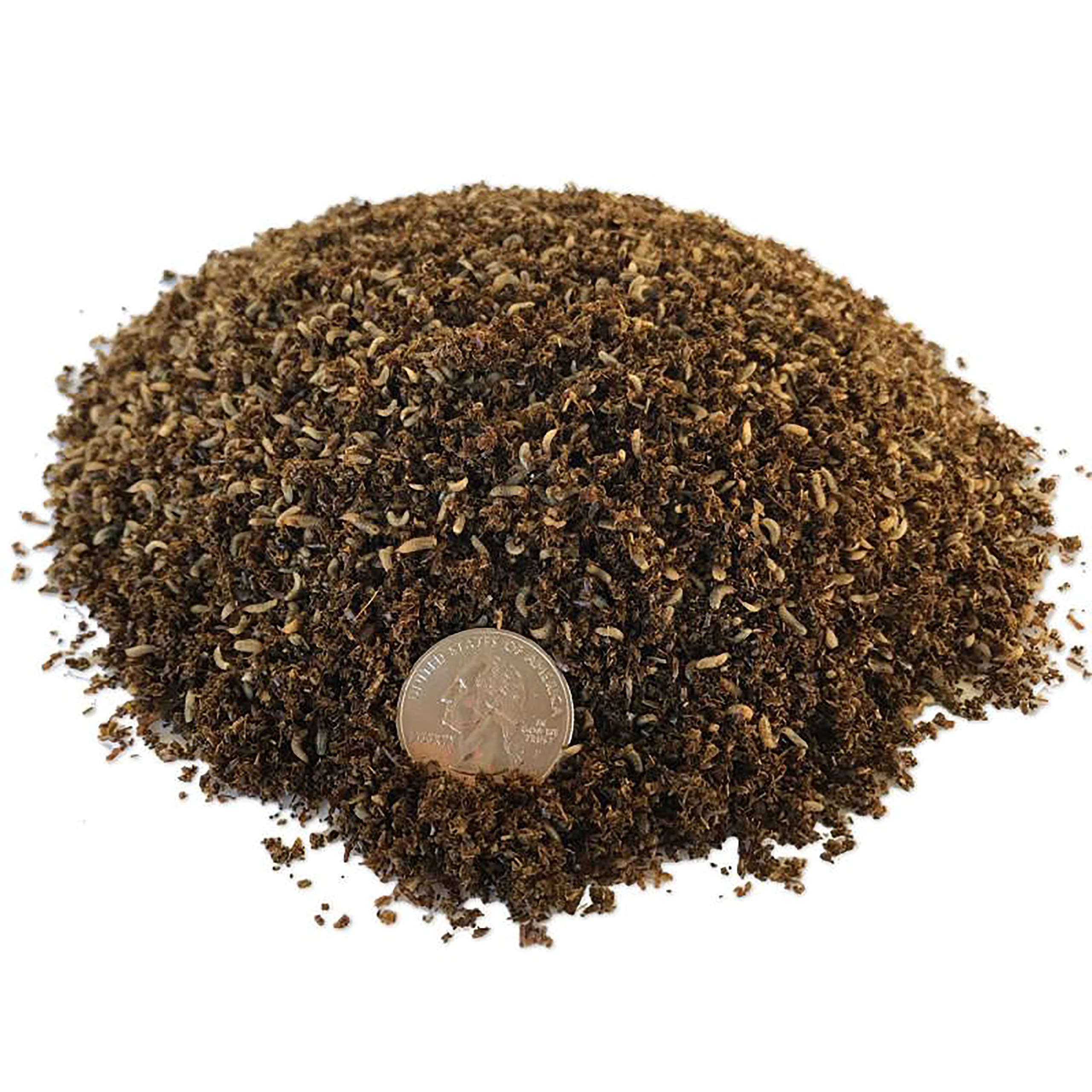 Compost-Grade Black Soldier Fly Larvae (5,000 Count)