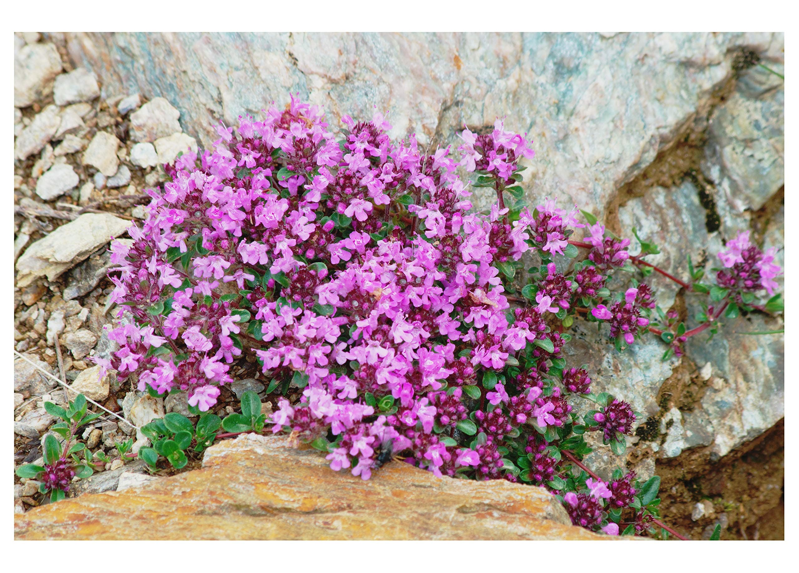 Creeping Thyme 1000 Seeds Thymus serpyllum