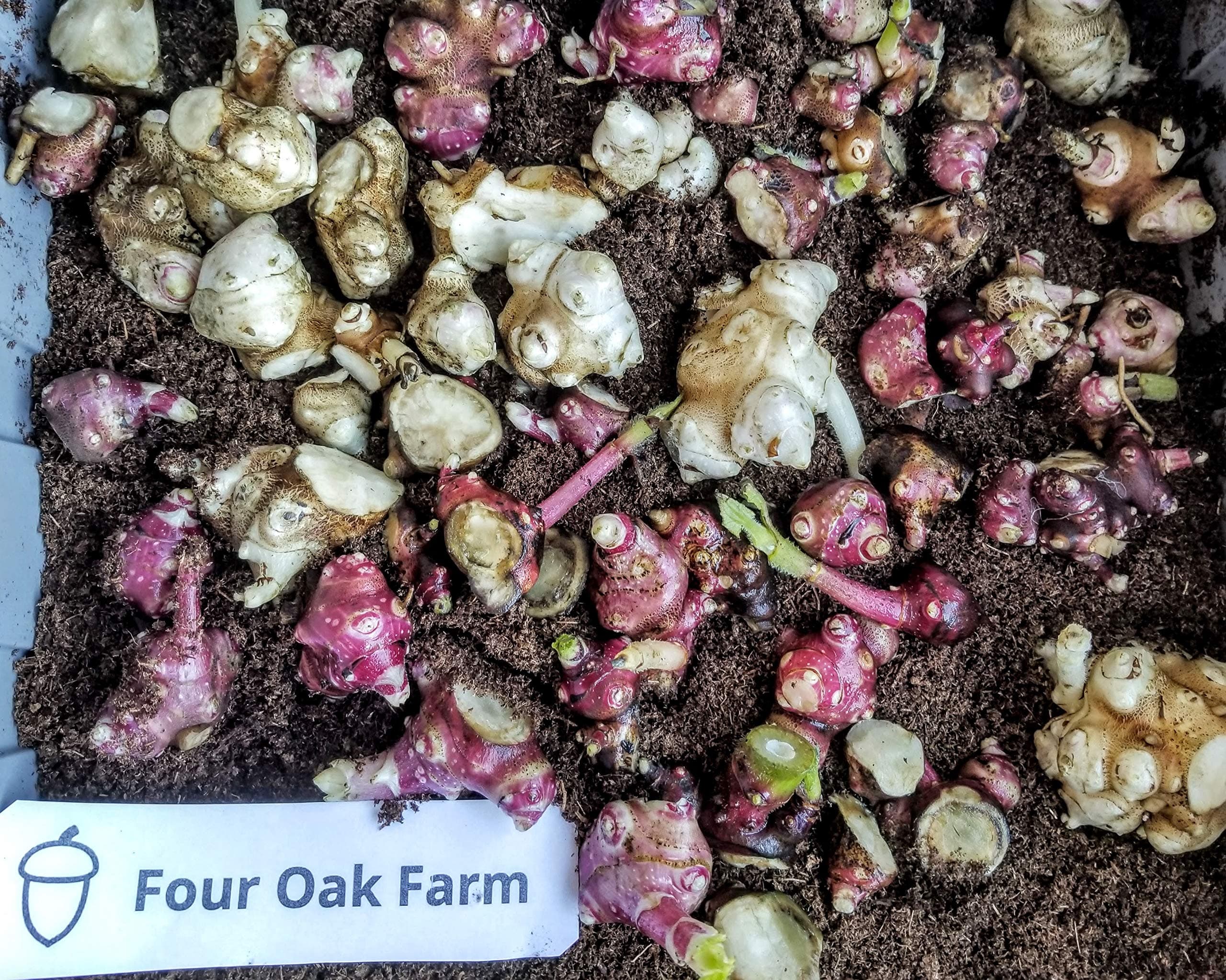 Yacon Live Plant Root/Crown - Three (3) - Peruvian Ground Apple, Bolivian Sunroot (Smallanthus sonchifolius)