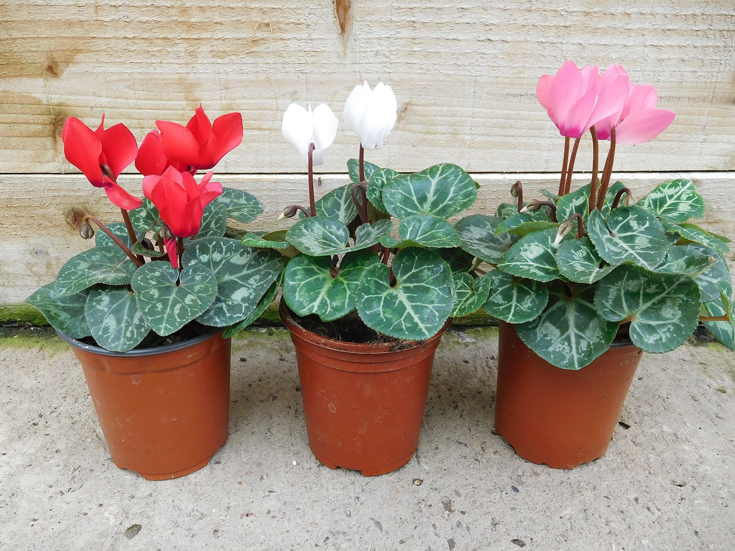 Cyclamen 9cm Mixed Collection - Pack of 3