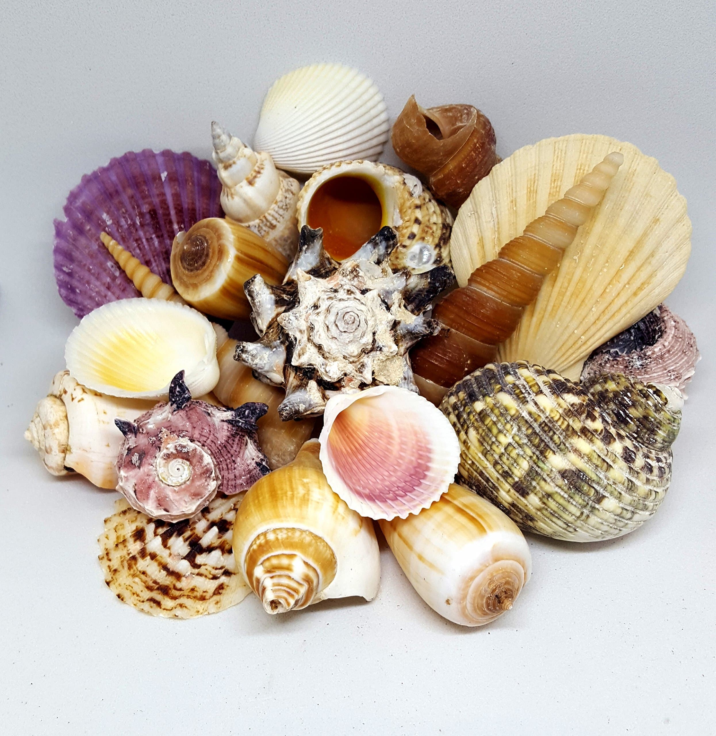 16 Medium SeaShells, Natural Beach Mix Sea Shells, Craft & Decor Shell