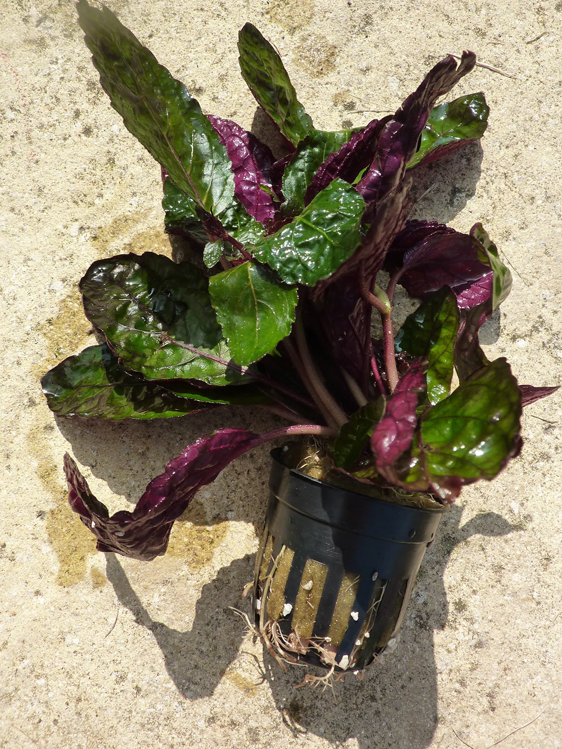 Fish Around Aquarium Live Plant Red Cabbage