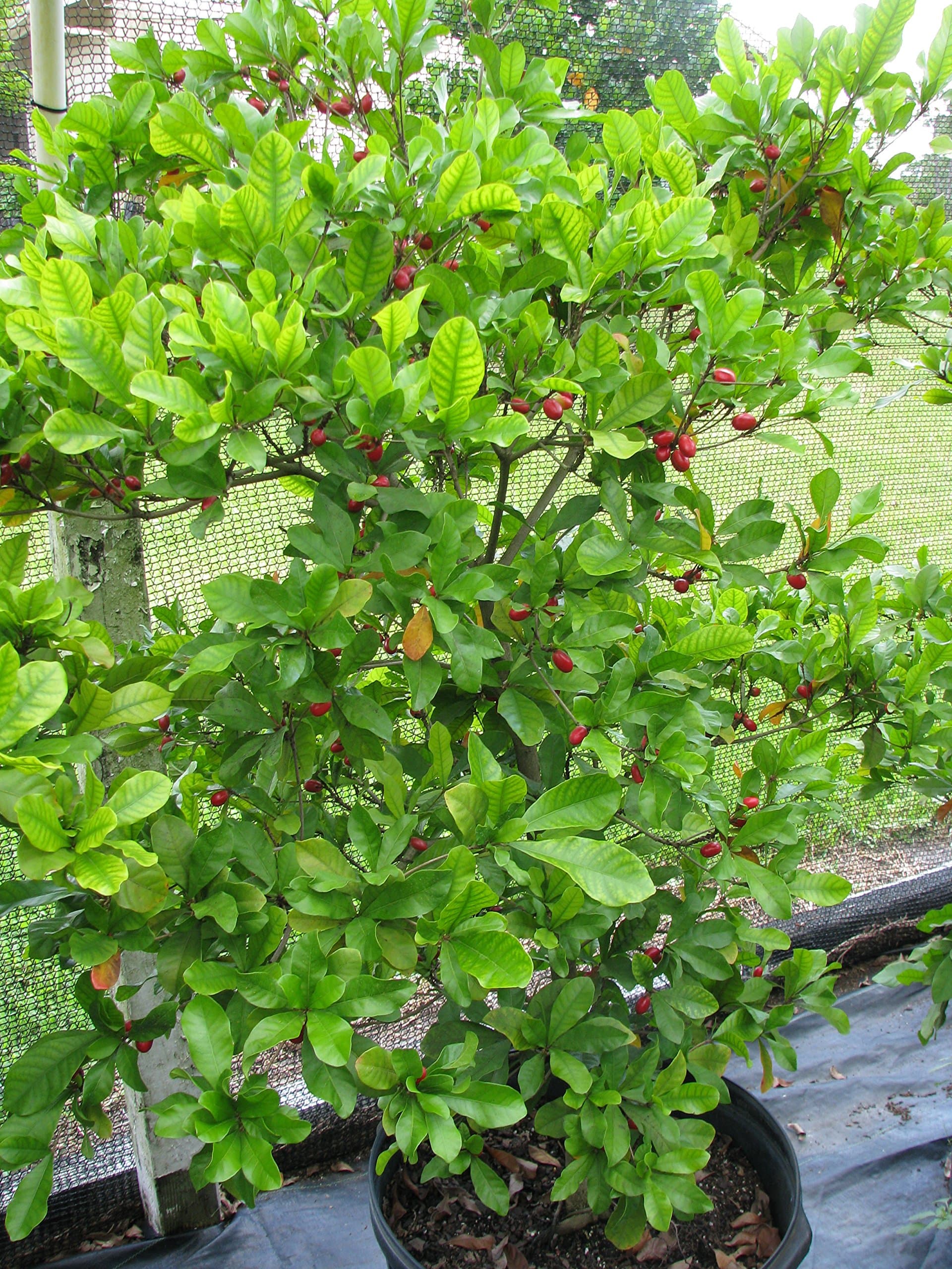 3 Miracle Fruit Seeds - End your dependence on sugar! - Synsepalum dulcificum