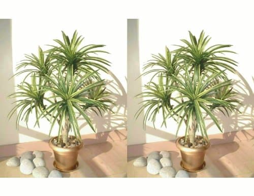 2 x 3ft Yucca Palms, Artificial Trees (Without Pots)