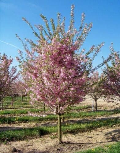 Autumnalis Flowering Cherry Tree bigv002