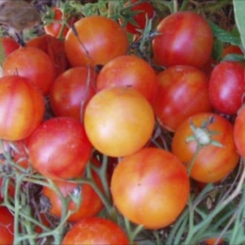 Tomato Isis Candy Cherry, 25 Seeds Non-GMO