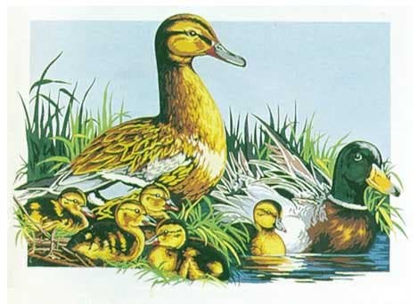 DUCK FAMILY, LES CANARDS NEEDLEPOINT CANVAS