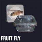 Flightless Fruit Fly - Culture