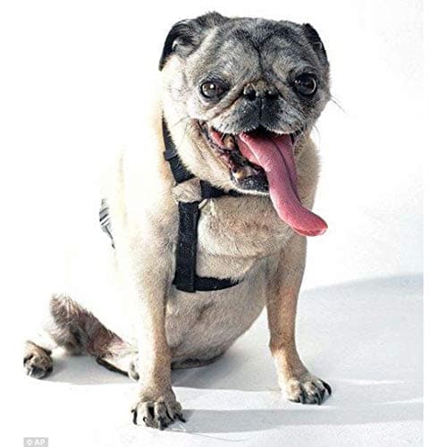 Headphone Jack Adapter to 3.5mm for iPhone 7/7Plus/8/8Plus/X/XS 2 in 1 Earphone Dual Connector Audio 3.5mm Charger Aux Adaptor Cable Replacement Splitter for iPhone Dongle Supports All iOS.