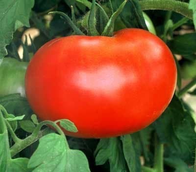 35+ Organic Big Boy Tomato Seeds