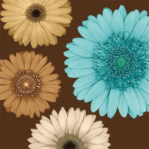Daisy Quartet II - Canvas - Oversize: 36"x36"