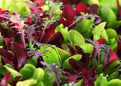 This is a Mix 2000 Seeds Microgreens Mix 40 Varieties, About 1 oz. Superfood Seeds Heirloom Non-GMO Delicious Easy to Grow from USA Fresh and Tested Seeds