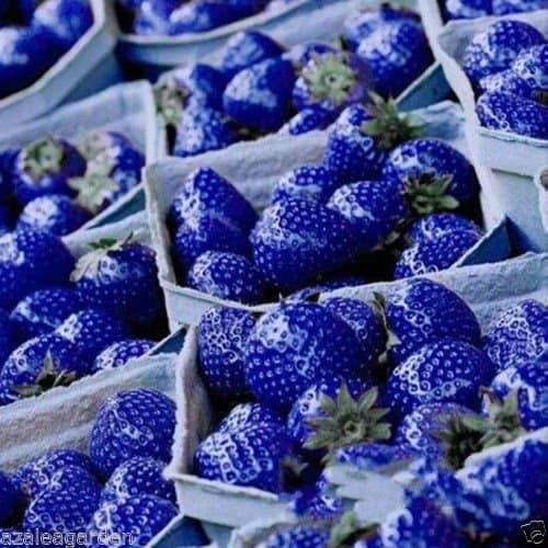- M-Technologies Rare Blue Strawberry Delicious Nutritious Fruit Seed -30 Seeds