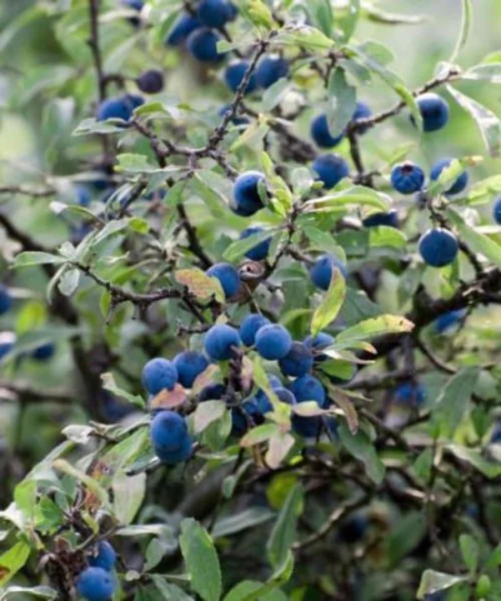 Blackthorn - Prunus spinosa (Tree Saplings/Seedlings)