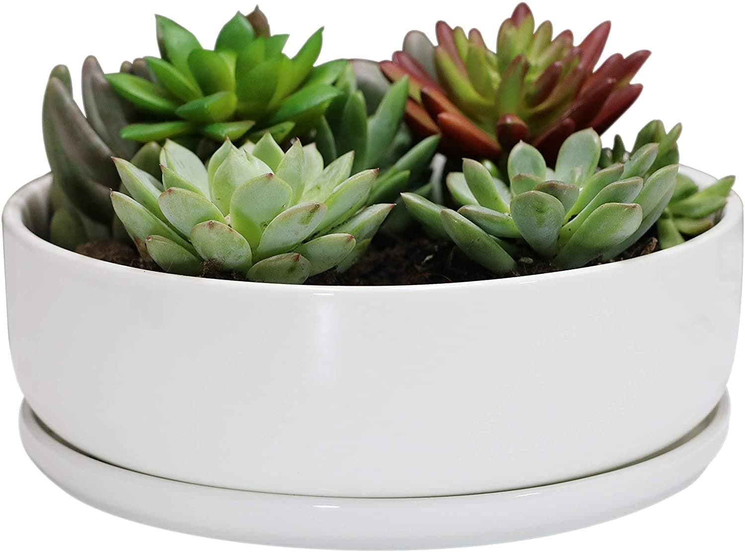 8 In White Round Succulent Planter