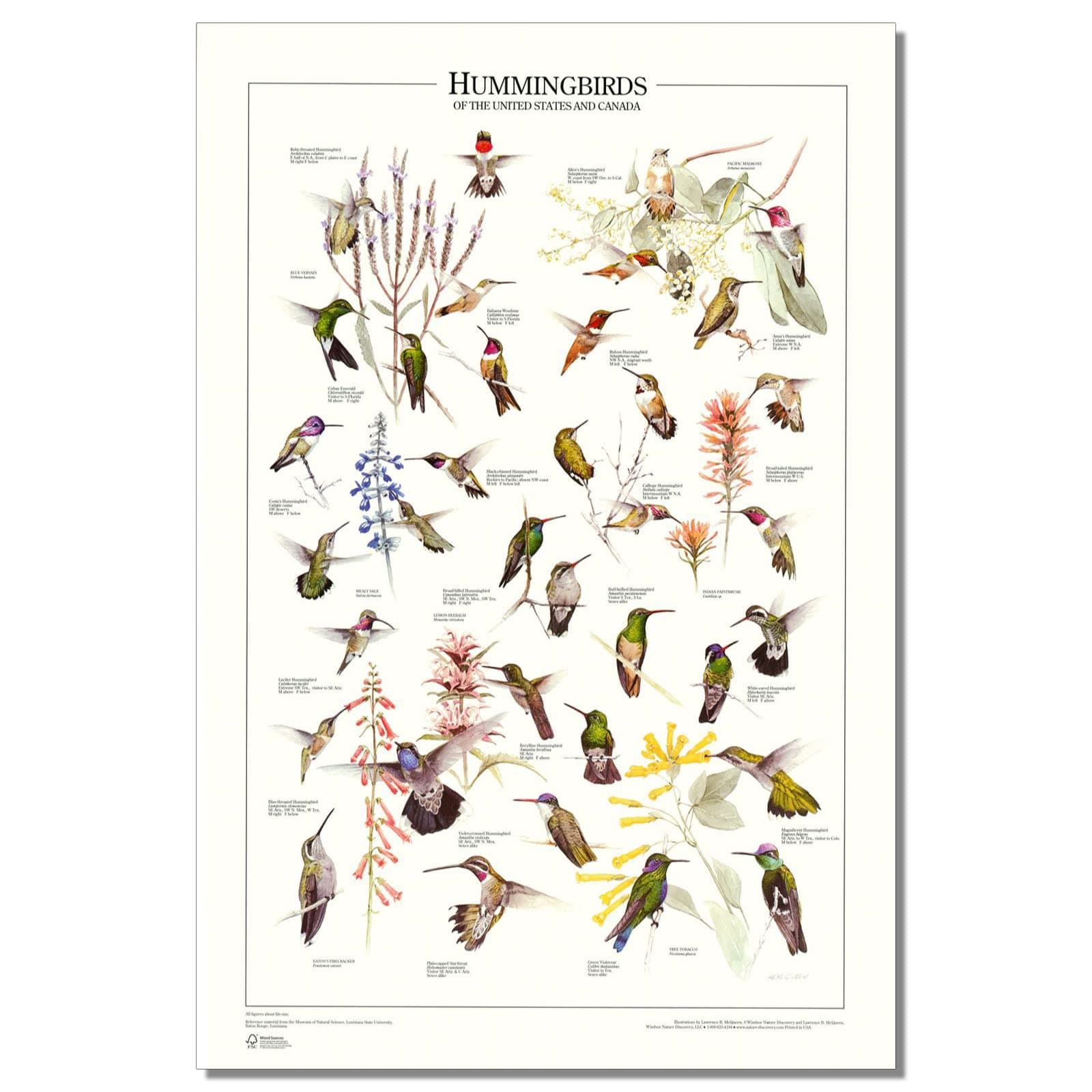 Charting Nature Hummingbird Poster of North America & Canada Identification Wall Art Print (12"x18")
