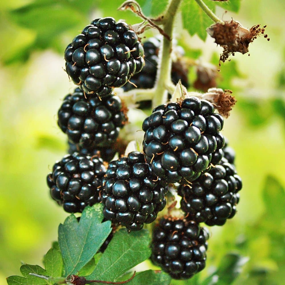 BLACKBERRY Bedford Giant 3L