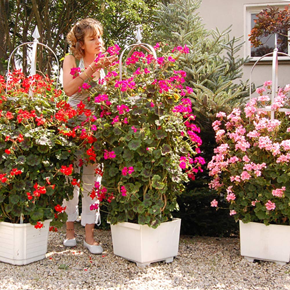 Climbing Geranium 'Antik' collection x 9 plug plants